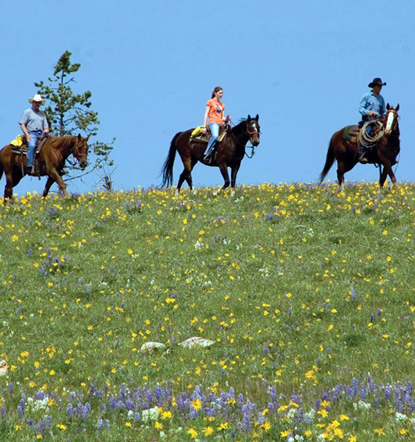 Paradise Guest Ranch Spring Wildflowers