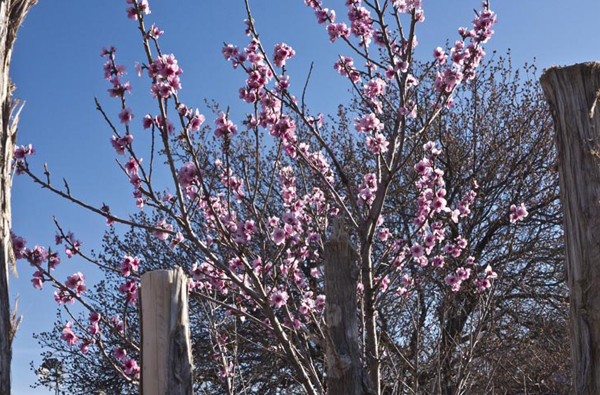 peach blossoms spring nm