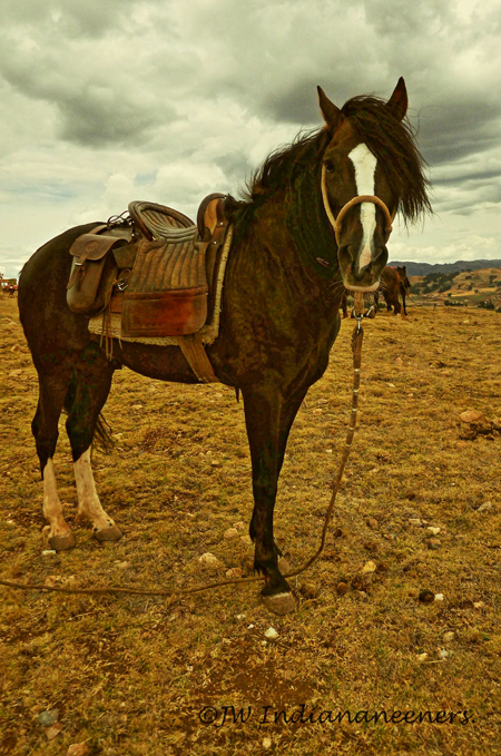 peruvian paso stallion peru