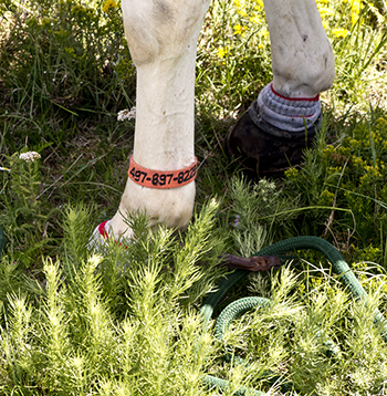 phone number on horse