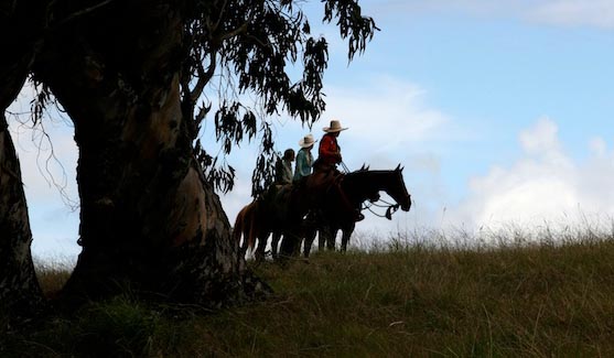 Piiholo Ranch horse ride