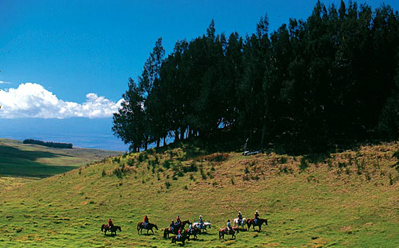 ponoholo ranch big island horseback