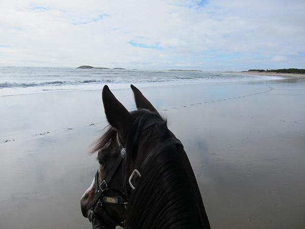 horseback riding at popham beach in maine