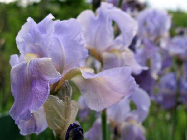 Provence wildflowers