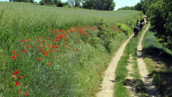 Provence horse riding trails