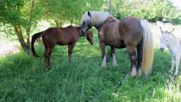 Provence horses