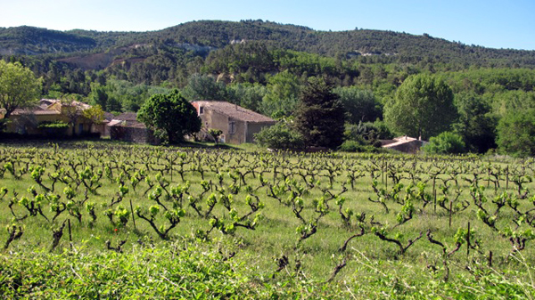 Provence horse riding vineyards