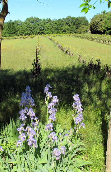 Provence horse riding