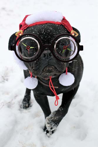 pug in glasses