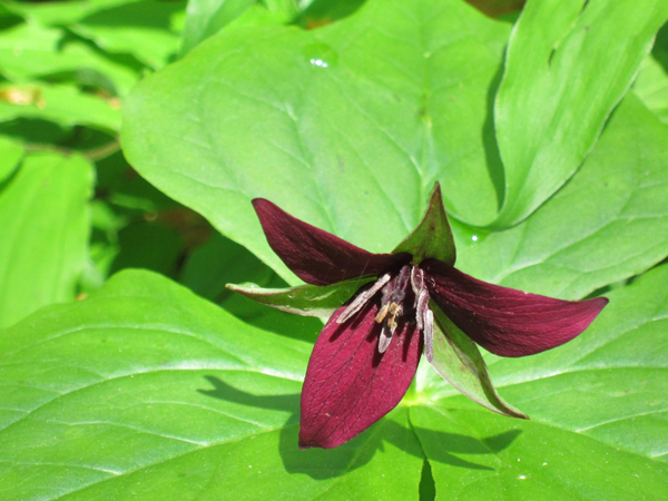 purple trillium flower camp creek state park and forest