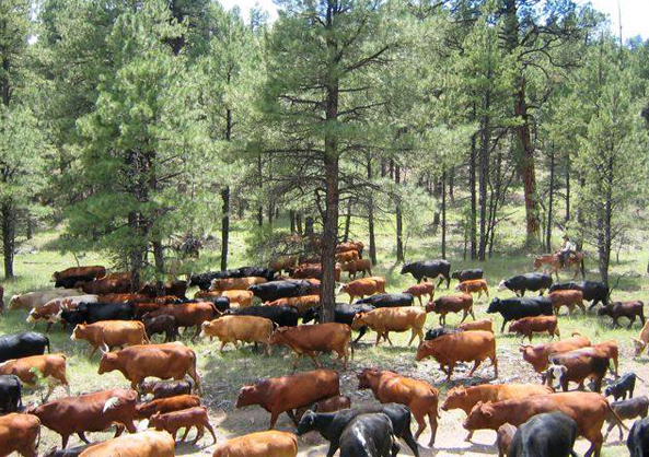 cattle drives nm