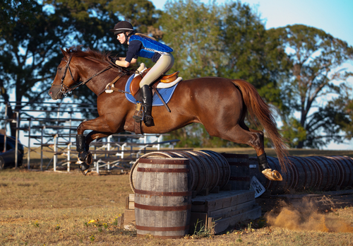 racehorse retraining