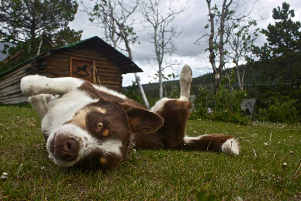 ruckus ranch dogs tsylos park lodge