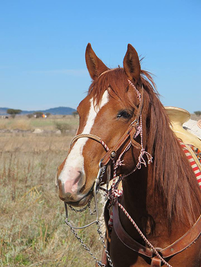 ranch horses mexico travel