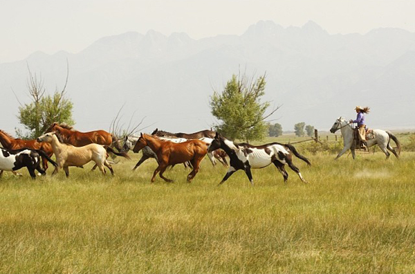 Ranchlands Instagram Horses Galloping