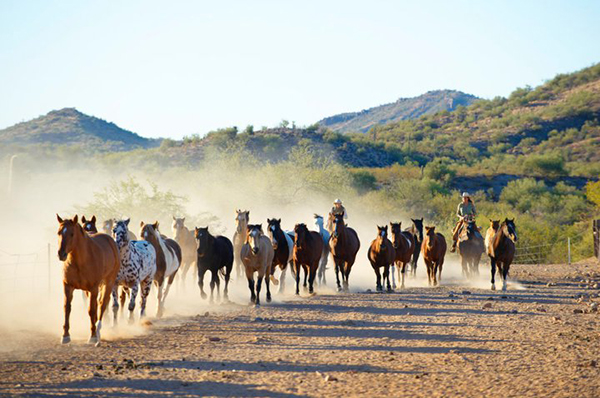 driving the horses of rancho de los caballeros