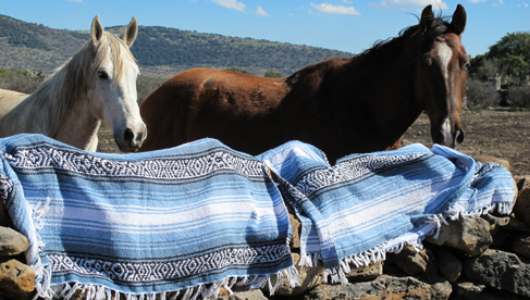 The horses of Rancho Las Cascadas