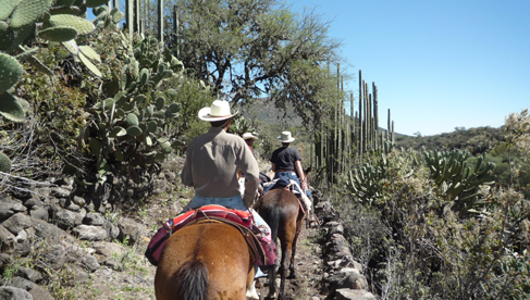 Riding among cacti at Rancho Las Cascadas