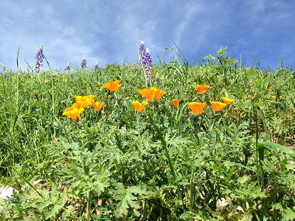 rankin ranch spring flowers