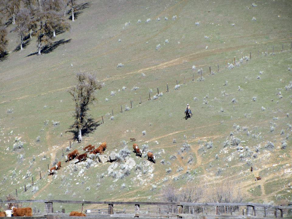 rankin ranch cattle work