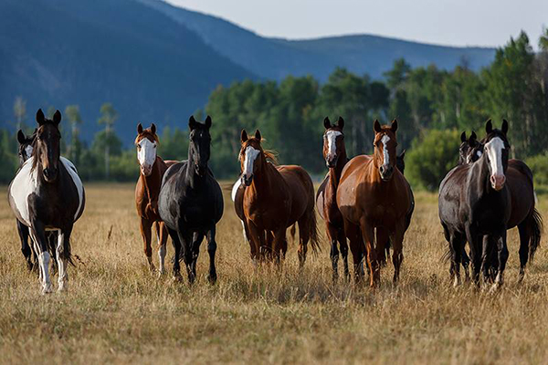 Rama Ranch horses