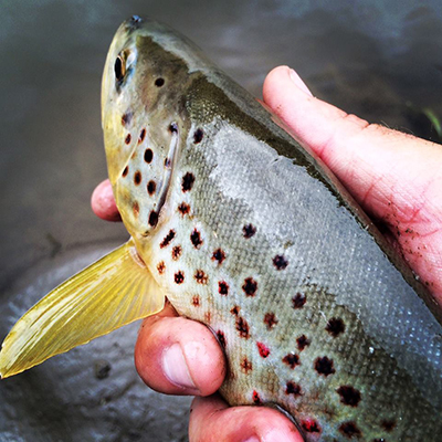 Rawah Ranch fishing