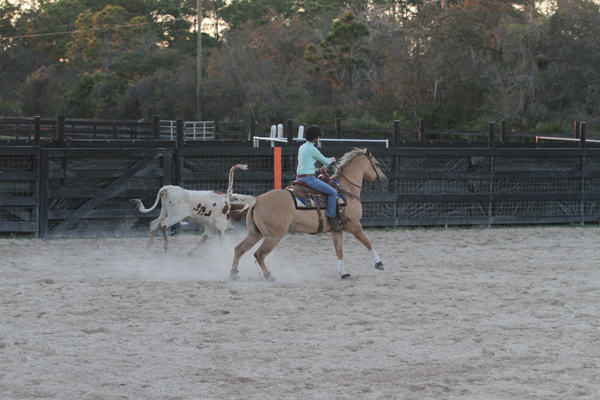 Reined Cow Horse Experience Cattle Work