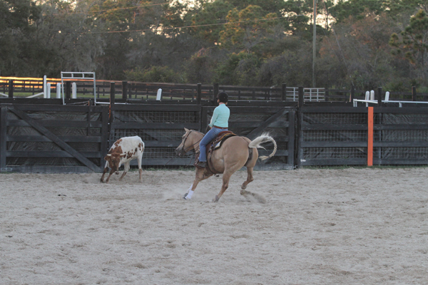 Palomino Quarter Horse Cutting Cattle