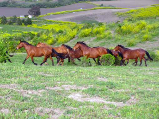 Return to Freedom - Mustangs