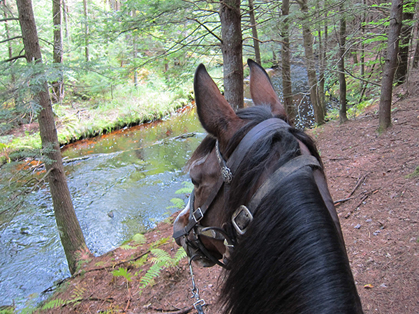 horseback riding at bear brook new hampshire