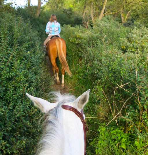 Horseback Riding Through Blackberries Belgium