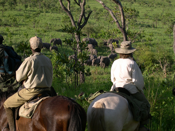 Mavuradonha Mountains elephants