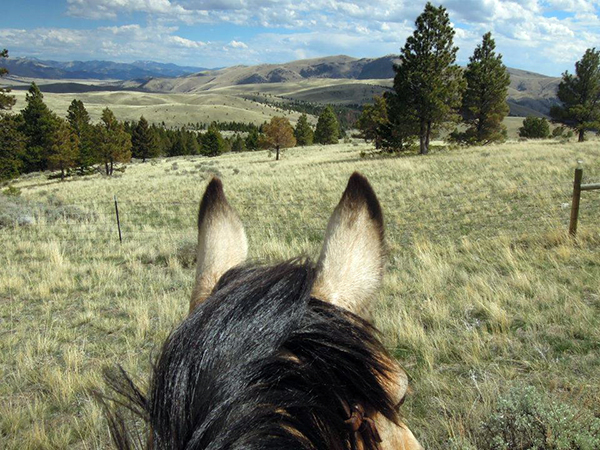 Rocking Z Guest Ranch Montana natural horsemanship