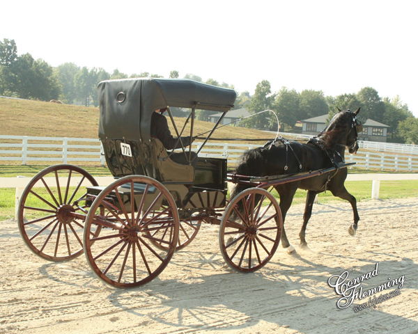 Rocky Mountain Horse buggy