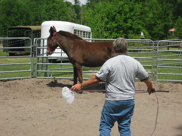 Ronnie ford hrose trainer #2