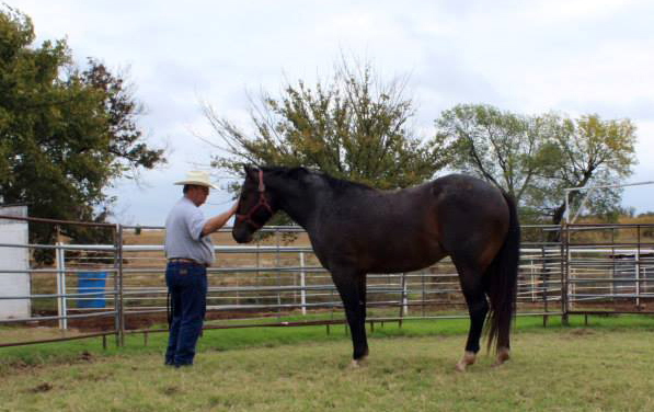 Ronnie Ford Natural Horsemanship