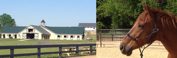 Salamander Resort stables horses