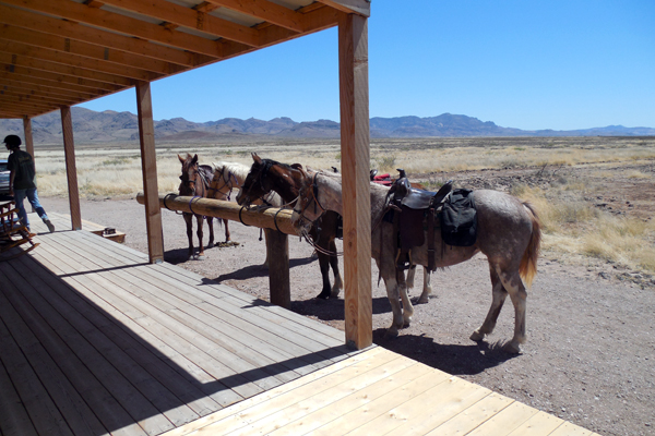 horses parked out front restaurant