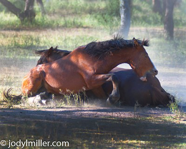 Salt River wild horses Arizona