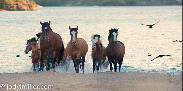 Salt River wild horses Arizona