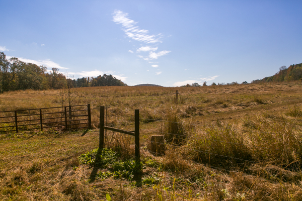 pasture at shel clair farms