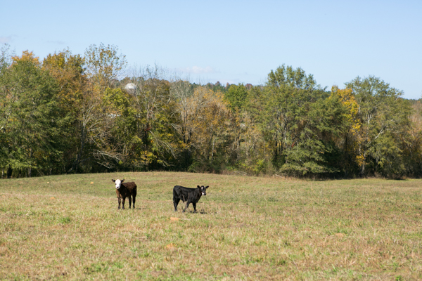 two calves in pasture shel clair farms