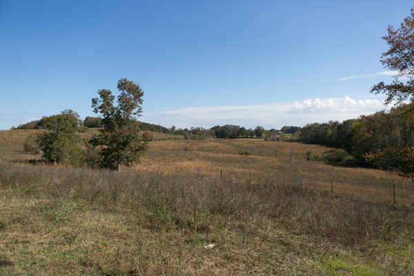 open range pasture at shel clair farms vincent alabama