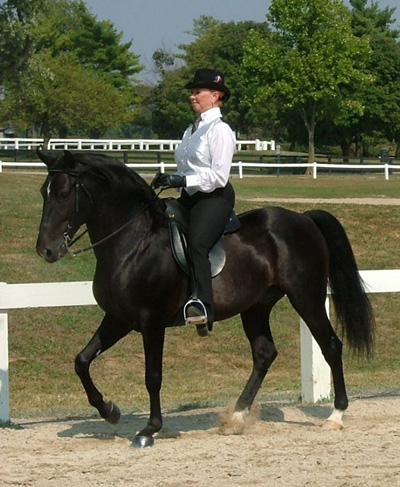 Rocky Mountain Horse Color Chart