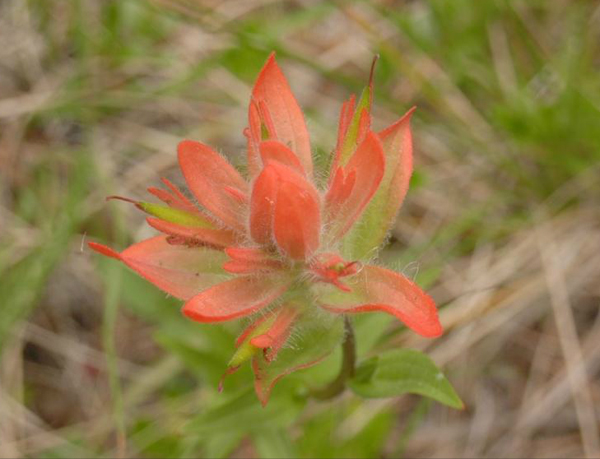 siwash lake ranch wildflowers british columbia bc