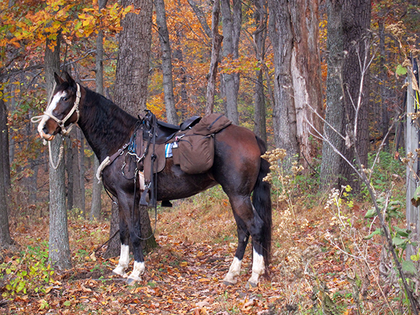 Susan faithful horse Sky Meadows State Park Horseback Rides in Virginia