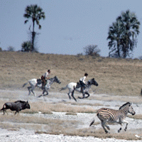 Botswana: Tuli, Makgadikgadi and Maun
