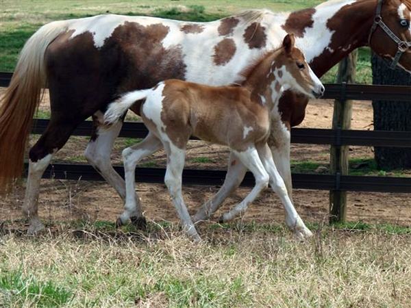 southern cross guest ranch quarter horses