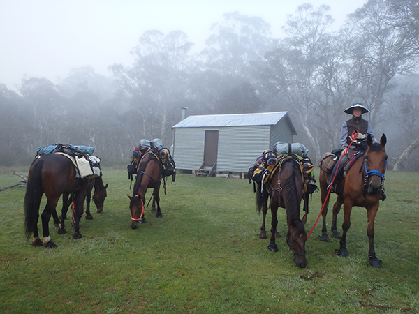 Horse rescue story