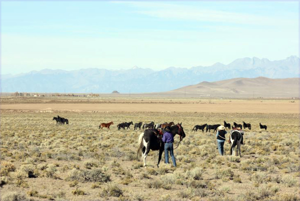 spotted horse ranch wild horse tours colorado